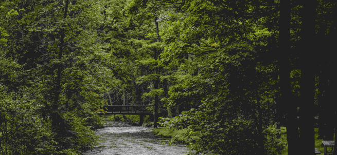 A small river flows through dense green forest with a wooden footbridge in the background.