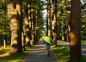 Biker on the Avenue of the Pines