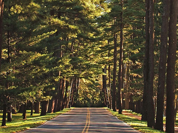 Avenue of the Pines near Gideon Putnam Hotel
