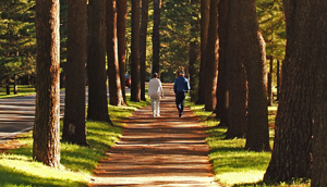 Avenue of the Pines in Saratoga Spa State Park